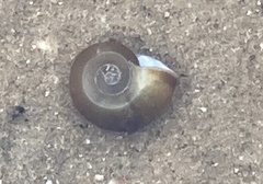 Planorbella trivolvis