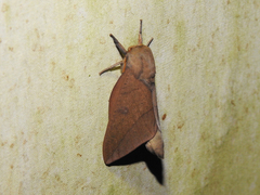 Adeloneivaia subangulata