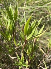 Dichanthelium acuminatum