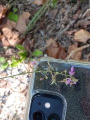 Desmodium