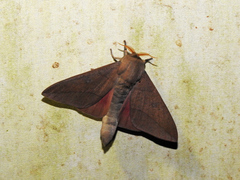 Adeloneivaia subangulata