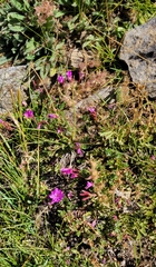 Epilobium obcordatum