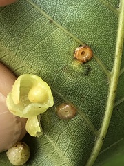 Caryomyia