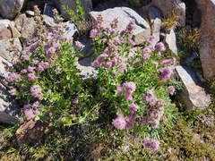 Ageratina occidentalis