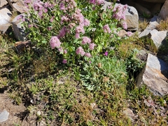 Ageratina occidentalis