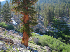 Pinus balfouriana austrina