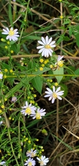 Symphyotrichum drummondii