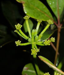 Plerandra crassipes