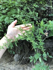 Symphyotrichum drummondii