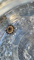 Junonia