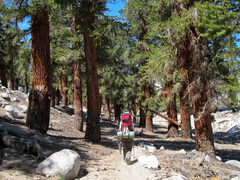 Pinus balfouriana austrina
