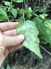 Symphyotrichum drummondii