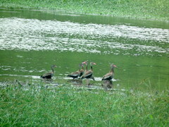 Dendrocygna autumnalis autumnalis