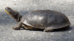 Emydoidea blandingii