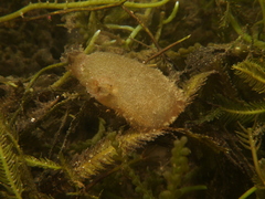 Ascidiella aspersa
