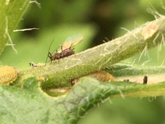Macrosiphini