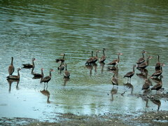 Dendrocygna autumnalis autumnalis
