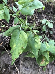 Symphyotrichum drummondii