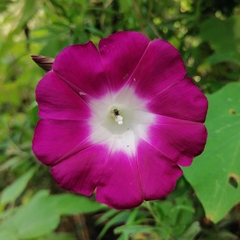 Ipomoea orizabensis orizabensis