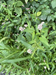 Persicaria