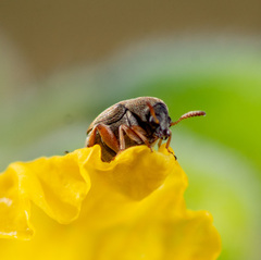 Sennius discolor