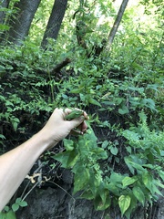 Symphyotrichum drummondii