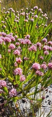 Sorocephalus scabridus