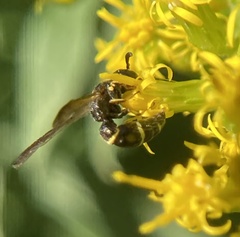 Symmorphus canadensis