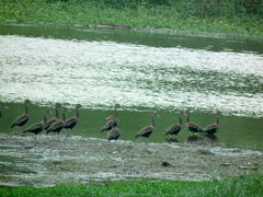 Dendrocygna autumnalis autumnalis