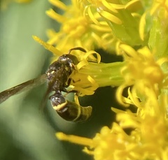 Symmorphus canadensis