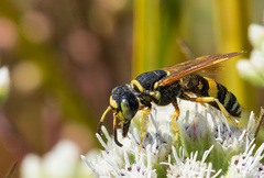 Philanthus ventilabris