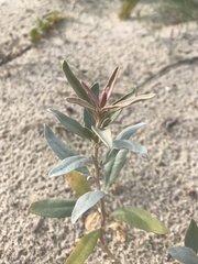 Atriplex cinerea