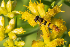 Sphaerophoria contigua