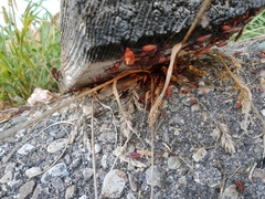 Boisea trivittata