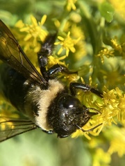 Xylocopa virginica virginica