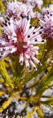 Sorocephalus scabridus
