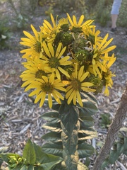 Silphium integrifolium