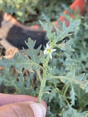 Solanum triflorum