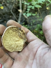 Lentinus tigrinus