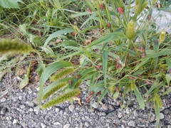 Boisea trivittata