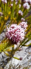 Sorocephalus scabridus