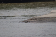 Podocnemis lewyana