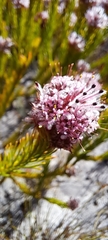 Sorocephalus scabridus