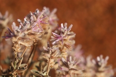 Ptilotus sessilifolius