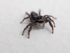 Platycryptus californicus