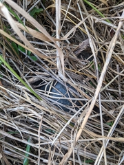 Emydoidea blandingii