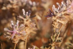 Ptilotus sessilifolius