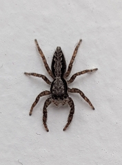 Platycryptus californicus
