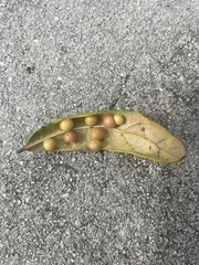 Belonocnema fossoria