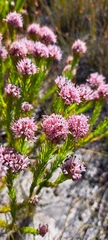 Sorocephalus scabridus
